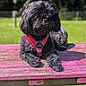 dog, black_dog, pet, outdoor, picnic_table, red_harness, fur, canine, animal, sunlight, greenery, grass, park, resting, lying_down, wood, summer, daytime, nature, closeup