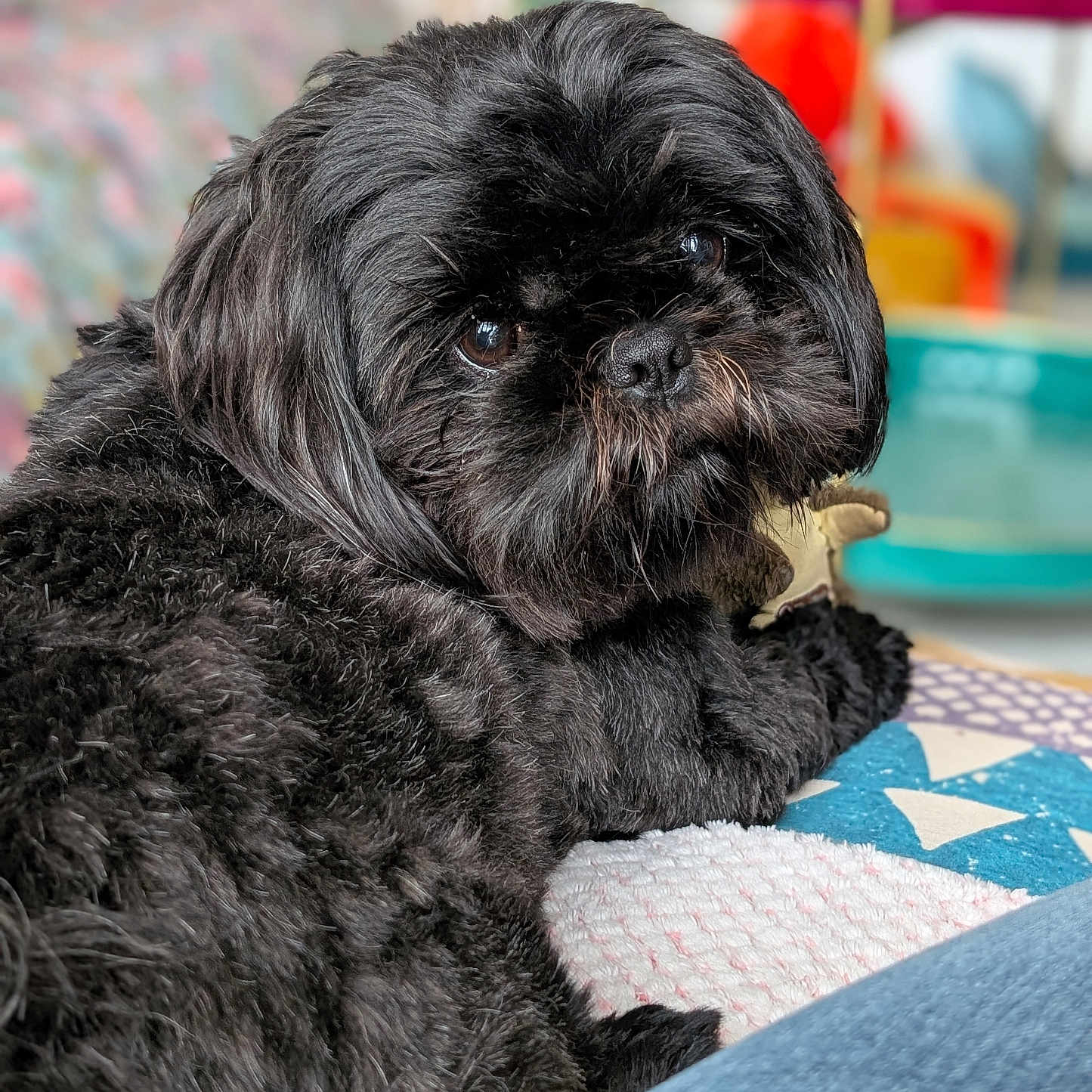 Ganesh a rejoint le concours — aidez-le/la à gagner de superbes lots ! dog, black_dog, pet, fluffy, indoor, quilt, colorful, blurred_background, close_up, cute, looking_back, relaxed, fur, animal, companion, cozy, soft_texture, domestic_animal, portrait, resting