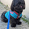 Ganesh a rejoint le concours — aidez-le/la à gagner de superbes lots ! dog, black_dog, fluffy, shaggy_coat, blue_jacket, red_harness, leash, cobblestone, outdoor, pet, sitting, tongue_out, cute, canine, fur, side_view, wall, pavement, small_dog, companion