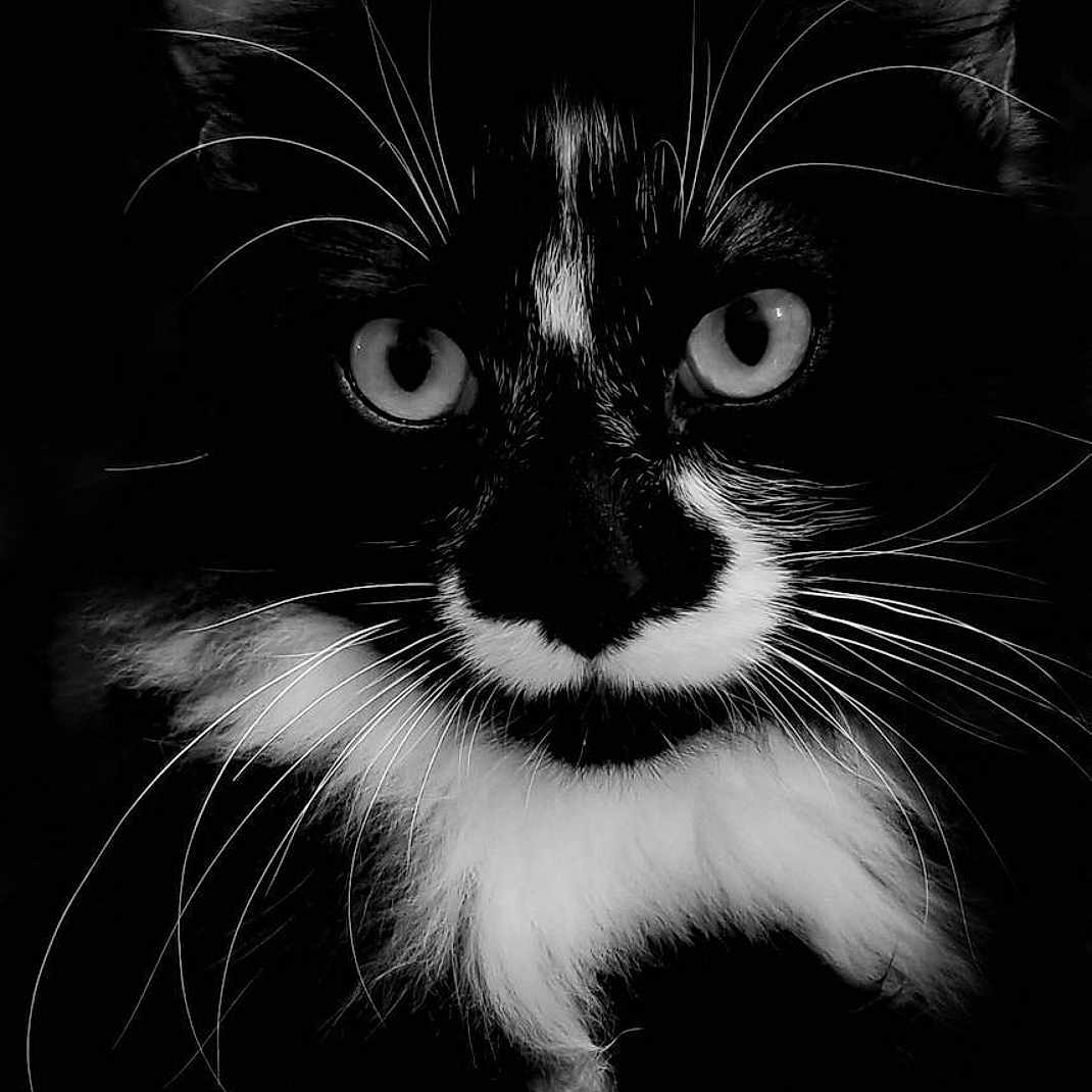 Watson