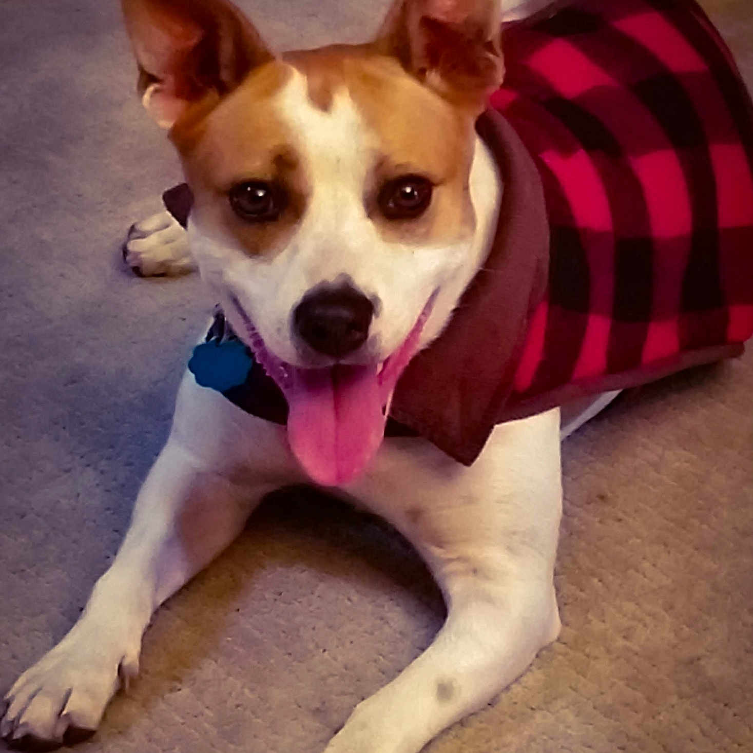 Addy joined the competition — help win amazing prizes! canidae, carnivore, companion_dog, corgi_chihuahua, dog, dog_breed, ear, fashion_accessory, fawn, feist, mammal, miniature_fox_terrier, nose, paw, puppy, rat_terrier, russell_terrier, snout, sporting_group, teddy_roosevelt_terrier