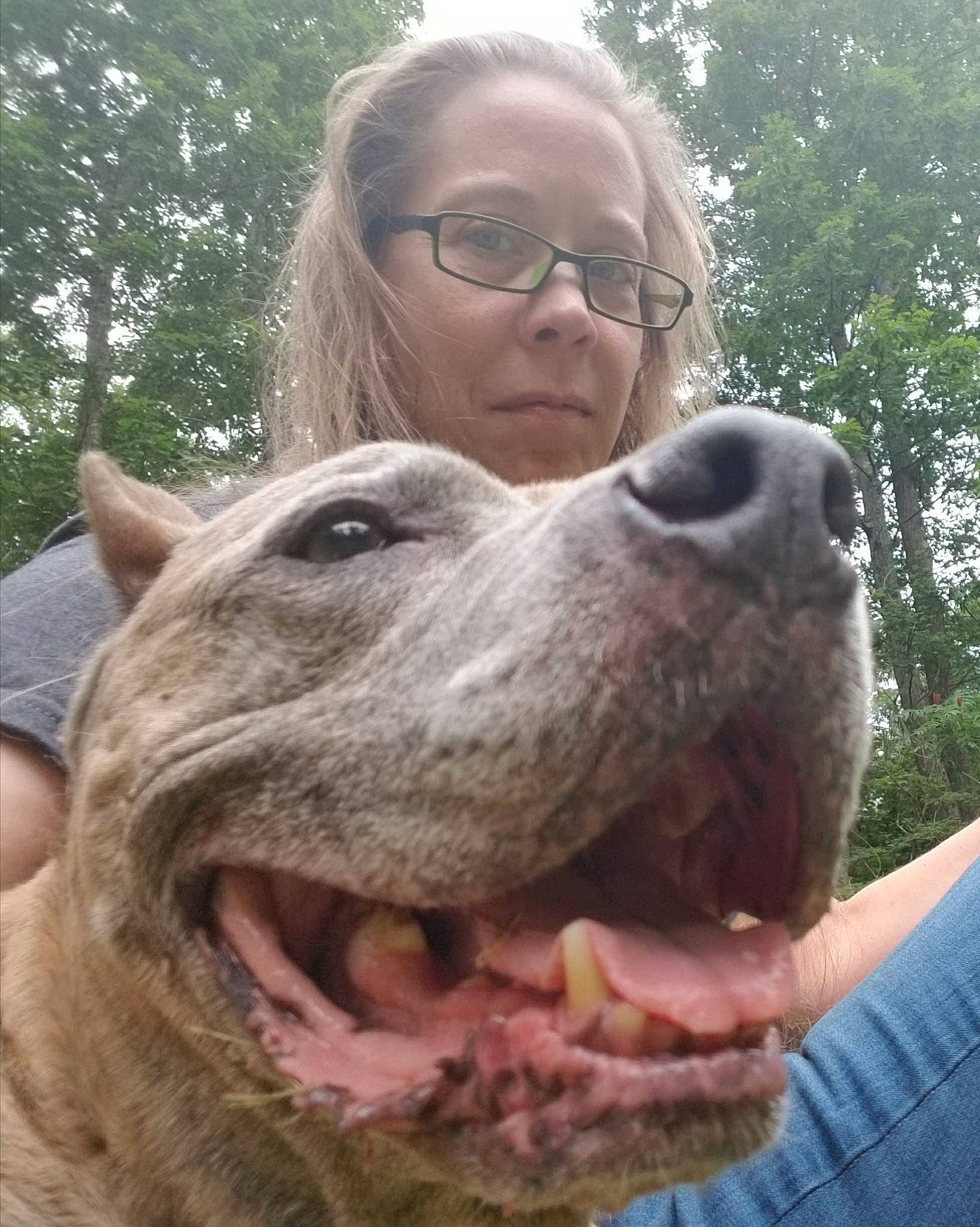 Manny joined the competition — help win amazing prizes! american_pit_bull_terrier, american_staffordshire_terrier, canidae, carnivore, dog, dog_breed, fawn, non_sporting_group, nose, person, pit_bull, snout, sporting_group, weimaraner