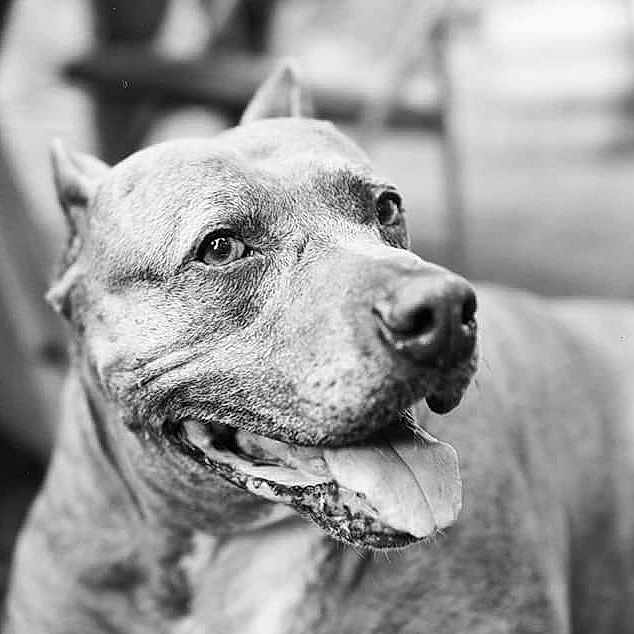 Manny joined the competition — help win amazing prizes! alaunt, american_pit_bull_terrier, american_staffordshire_terrier, ancient_dog_breeds, bull_and_terrier, bully_kutta, canidae, carnivore, cordoba_fighting_dog, dog, dog_breed, ear, fawn, mammal, non_sporting_group, pit_bull, rare_breed_dog, snout, thai_ridgeback, vertebrate