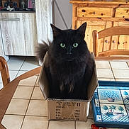 Booba a rejoint le concours — aidez-le/la à gagner de superbes lots ! cat, black_cat, box, cardboard_box, table, kitchen, wooden_furniture, green_eyes, indoor, pet, curious, cozy, tile_floor, domestic_animal, feline, sitting, home, decor, container, closeup
