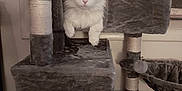 Mr.moon joined the competition — help win amazing prizes! animal, cat, cat_tree, cozy, curious, cute, domestic_animal, feline, fur, home, household_item, indoor, looking, pet, plush, relaxed, resting, scratching_post, soft, white_cat