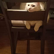 Mr.moon joined the competition — help win amazing prizes! animal, cat, chair, cozy, cute, domestic_animal, feline, fur, furniture, home, indoor, looking, paws, pet, quiet, relaxed, resting, white_cat, wood_floor, wooden_chair