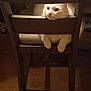 animal, cat, chair, cozy, cute, domestic_animal, feline, fur, furniture, home, indoor, looking, paws, pet, quiet, relaxed, resting, white_cat, wood_floor, wooden_chair