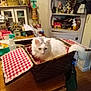 Mr.moon is registered to the contest to win money with this photo: basket, cat, checkered_cloth, container, cozy, decor, domestic_animal, feline, figurines, fur, household_items, indoor, knick_knacks, pet, relaxed, room, shelf, table, white_cat, wood_floor