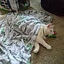 Mr.moon joined the competition — help win amazing prizes! animal, blanket, carpet, cat, cozy, cute, dollar_pattern, domestic_cat, fur, home, indoor, lying_down, paws, pet, relaxed, resting, sleepy, toy, whiskers, white_cat