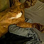 Addy is registered to the contest to win money with this photo: dog, brown_dog, lying_down, paws, blanket, couch, indoor, cozy, relaxed, pet, fur, sleeping, resting, mammal, animal, domestic_animal, comfort, home, furniture