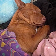 Addy is registered to the contest to win money with this photo: dog, sleeping, blanket, purple_blanket, pink_blanket, blue_pillow, cozy, indoor, pet, fur, cute, resting, animal, comfort, relaxation, canine, snuggle, warm, peaceful, soft