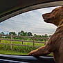 Addy is registered to the contest to win money with this photo: dog, car, window, outdoor, greenery, fence, grass, sky, canine, pet, animal, nature, landscape, happy, side_view, leisure, summer, daytime, mammal, travel