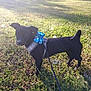 dog, black_dog, harness, bow, blue_bow, grass, field, dandelions, sunlight, outdoor, pet, leash, nature, animal, spring, greenery, small_dog, cute, alert, standing