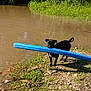 dog, black_dog, pool_noodle, water, pond, grass, outdoor, playful, animal, nature, muddy_water, summer, pet, canine, ground, sunlight, greenery, happy, toy, lake