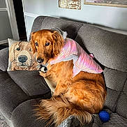 Allie joined the competition — help win amazing prizes! golden_retriever, dog, couch, gray_couch, pink_jacket, dog_jacket, pillow, dog_pillow, blue_ball, toy, indoor, living_room, carpet, furniture, pet, canine, fur, relaxing, home, cozy