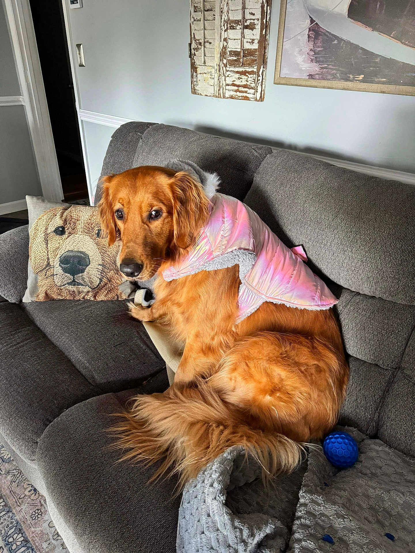 Allie joined the competition — help win amazing prizes! golden_retriever, dog, couch, gray_couch, pink_jacket, dog_jacket, pillow, dog_pillow, blue_ball, toy, indoor, living_room, carpet, furniture, pet, canine, fur, relaxing, home, cozy