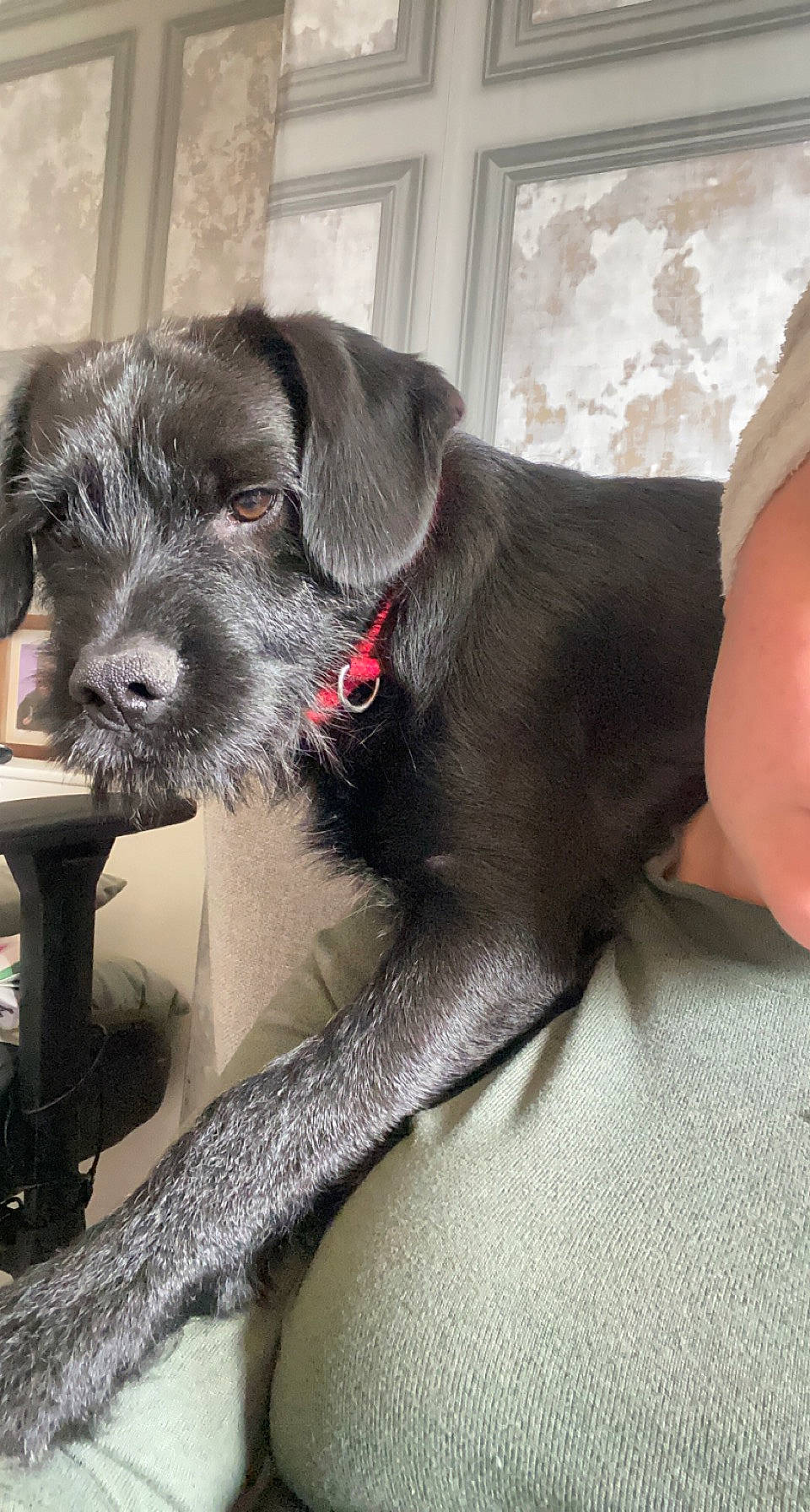 Lockie joined the competition — help win amazing prizes! borador, canidae, carnivore, claw, collar, comfort, companion_dog, dog, dog_breed, dog_collar, fawn, fur, liver, metal, paw, snout, sporting_group, working_animal