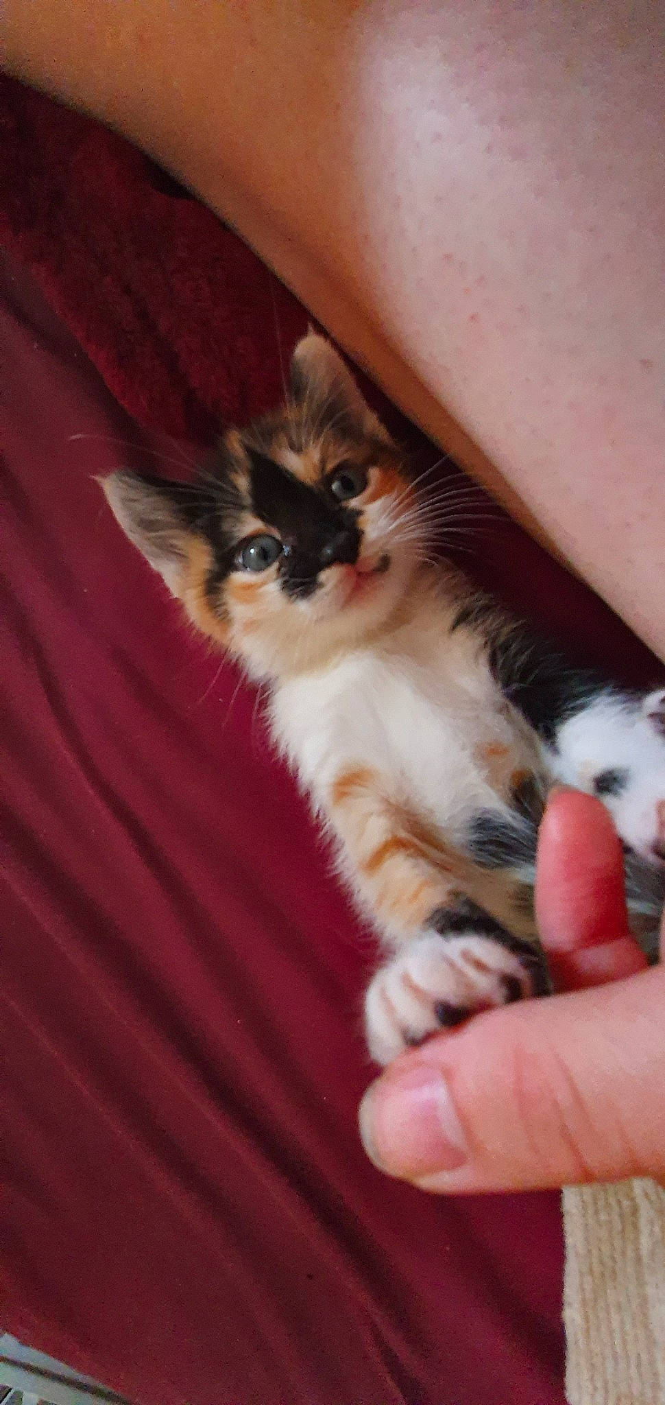 Lyra participe au concours pour gagner de l'argent avec cette photo : asian, carnivore, cat, domestic_long_haired_cat, felidae, fur, kitten, mammal, polydactyl_cat, small_to_medium_sized_cats, whiskers