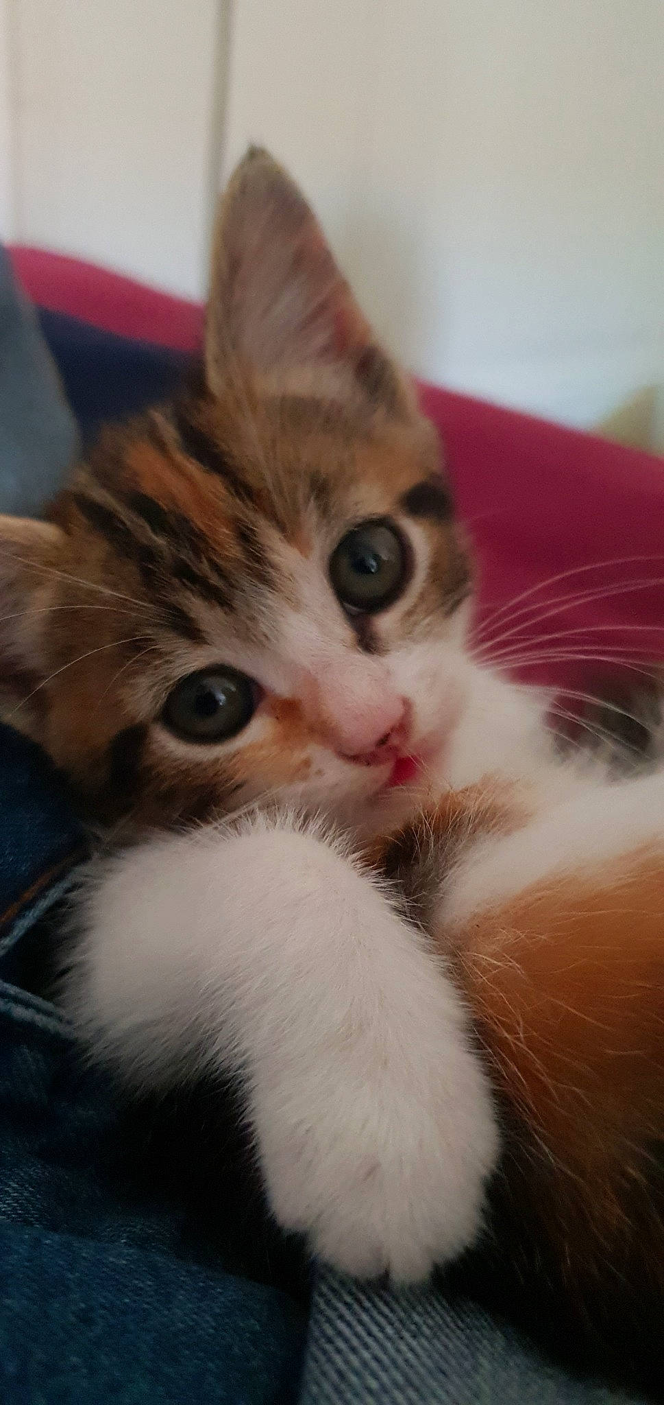 Nemsie participe au concours pour gagner de l'argent avec cette photo : aegean_cat, american_shorthair, american_wirehair, arabian_mau, asian, carnivore, cat, domestic_short_haired_cat, european_shorthair, fawn, felidae, fur, kitten, mammal, ojos_azules, polydactyl_cat, small_to_medium_sized_cats, snout, tabby_cat, whiskers