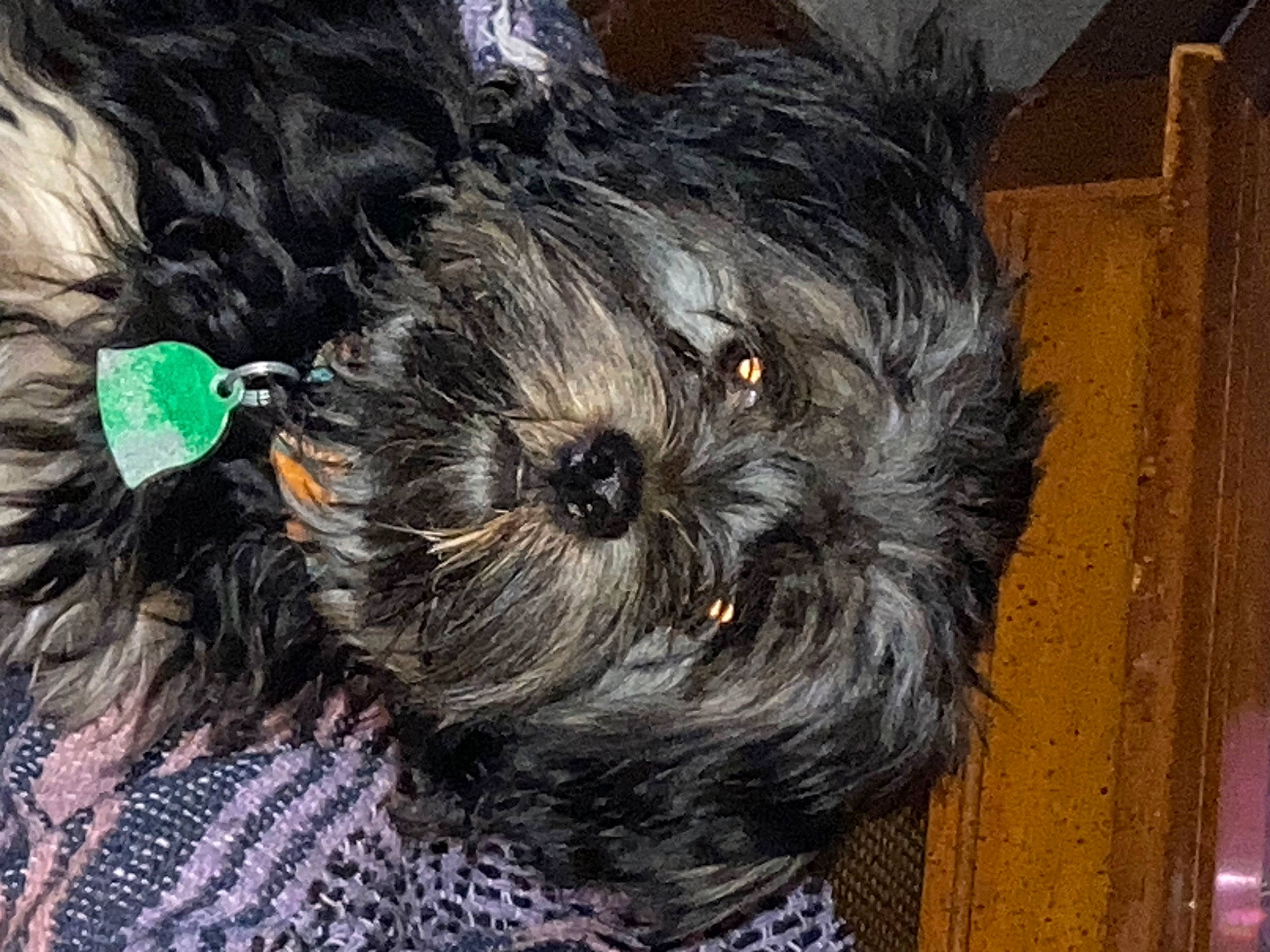 Mukawa is registered to the contest to win money with this photo: canidae, carnivore, companion_dog, dog, dog_breed, dog_clothes, dog_collar, dog_supply, fur, liver, maltepoo, poodle_crossbreed, schnauzer, shih_poo, small_terrier, sporting_group, terrier, toy_dog, wool, working_animal