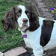 Sophie is registered to the contest to win money with this photo: backyard, brick_border, brown_and_white, brown_eyes, collar, curious, dog, flower, fur, garden, grass, long_ears, name_tag, outdoor, pavers, paws, pet, portrait, springer_spaniel, tree