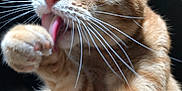 Whiskers joined the competition — help win amazing prizes! cat, orange_tabby, paw, licking, whiskers, grooming, fur, close_up, pet, animal, domestic_cat, feline, indoor, cleaning, expression, eye, nose, mouth, tongue, relaxed