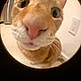 cat, orange_tabby, close_up, fisheye_lens, curious, whiskers, nose, wide_eyes, indoor, floor, wall, power_outlet, pet, animal, feline, cute, playful, funny, domestic_cat, portrait