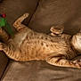 cat, ginger_cat, tabby, pet, indoor, couch, brown_couch, relaxed, lying_down, belly_up, feline, toy, feather_toy, playful, whiskers, paws, ears, fur, comfortable, home