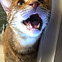 cat, ginger_cat, close_up, teeth, mouth_open, whiskers, fur, pet, animal, indoor, curious, feline, face, ears, tongue, sharp_teeth, close, expression, looking_up, domestic_cat