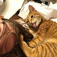 Whiskers is registered to the contest to win money with this photo: cat, orange_tabby, person, glasses, hair, licking, playful, indoor, crumpled_paper, carpet, close_up, pet, cute, fur, face, interaction, curious, domestic_animal, whiskers, claws