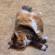 Misty is registered to the contest to win money with this photo: belly_up, cat, closeup, cute, ears, feline, fluffy, fur, ginger_cat, household_floor, indoor, looking_at_camera, lying_down, paw, pet, relaxed, tail, tile_floor, whiskers, white_paws