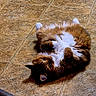 Misty joined the competition — help win amazing prizes! cat, closeup, curled, domestic_cat, fluffy, fur, ginger_cat, green_eyes, home_interior, indoor, lying_on_back, paws_up, pet, playful, portrait, relaxed, shadow, tile_floor, whiskers, white_belly