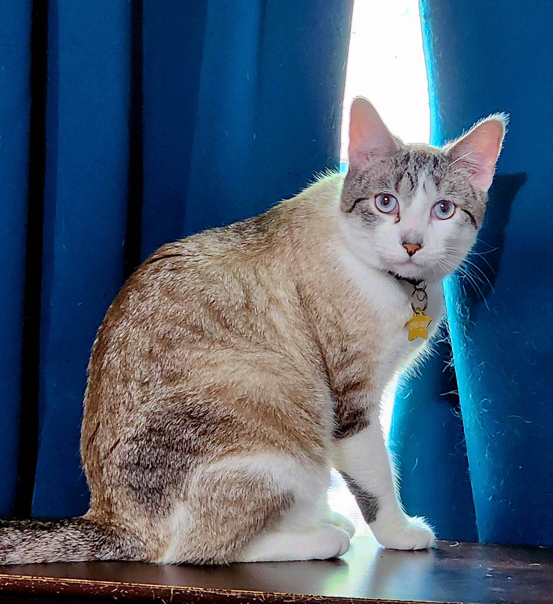 Castiel is registered to the contest to win money with this photo: carnivore, cat, cat_furniture, cat_supply, claw, domestic_short_haired_cat, electric_blue, eye, felidae, foot, fur, paw, photo_caption, rectangle, sitting, small_to_medium_sized_cats, snout, tail, whiskers, window