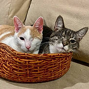 Daphne And Archie joined the competition — help win amazing prizes! abyssinian, angora, animal, basket, bed, canine, cat, couch, cushion, dog, dogbed, furniture, hardwood, homedecor, kitten, manx, person, pet, sleeping, wood