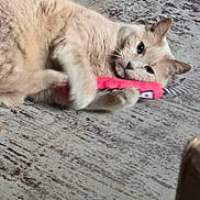 Angel is registered to the contest to win money with this photo: cat, beige, toy, carpet, indoor, pet, animal, claws, playing, fur, whiskers, ears, floor, cute, domestic, resting, paw, looking, closeup, lying