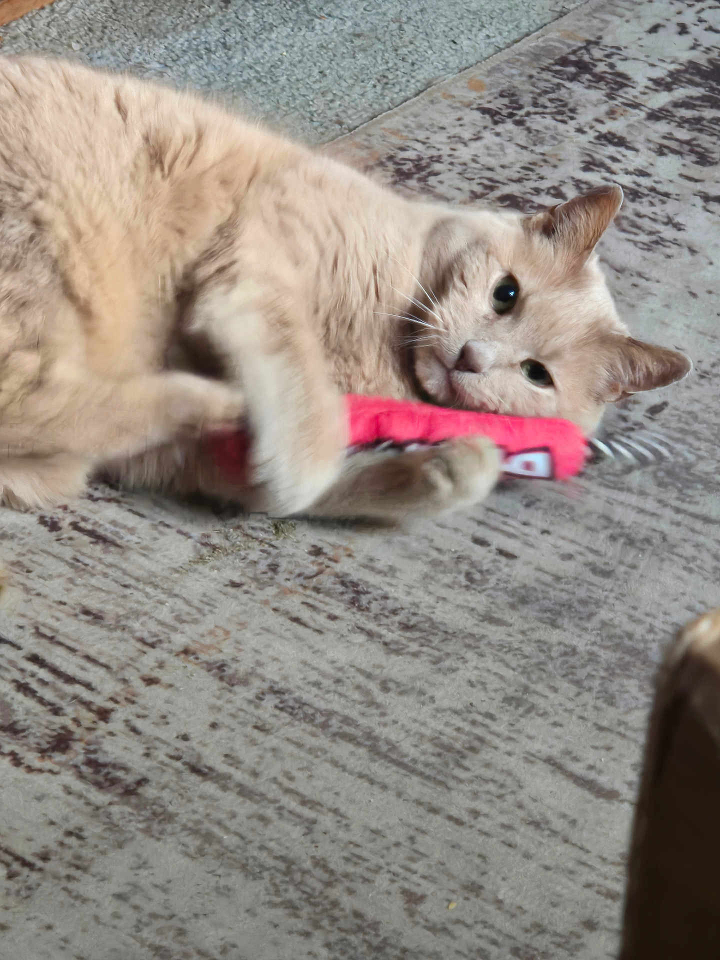 Angel is registered to the contest to win money with this photo: cat, beige, toy, carpet, indoor, pet, animal, claws, playing, fur, whiskers, ears, floor, cute, domestic, resting, paw, looking, closeup, lying