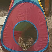 Ozzy joined the competition — help win amazing prizes! cat, kitten, play_tent, colorful, indoor, carpet, curious, pet, animal, feline, ears, fur, cute, cozy, toy, home, peek, small, domestic, resting