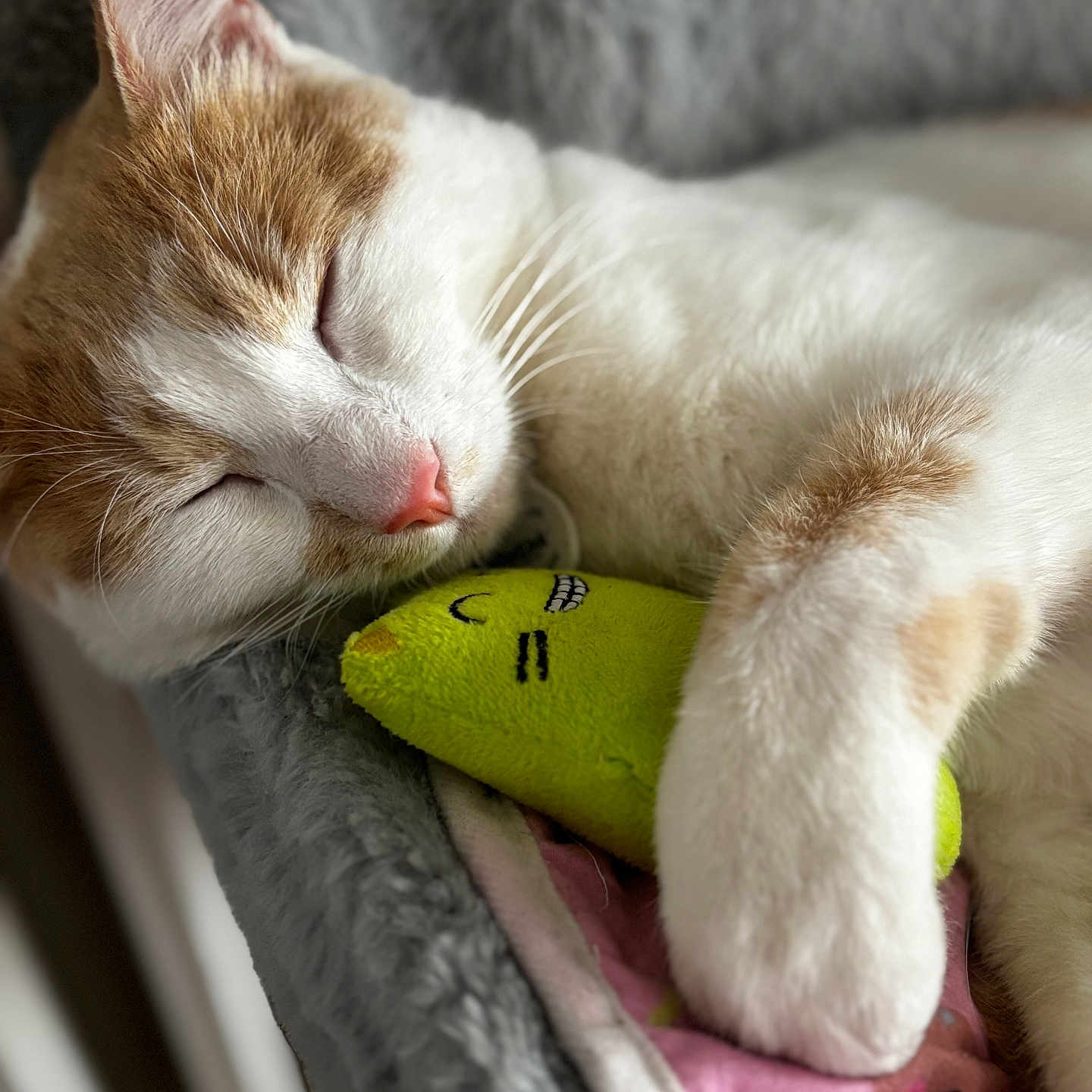 Prince a rejoint le concours — aidez-le/la à gagner de superbes lots ! abyssinian, animal, ball, cat, chair, couch, food, fruit, furniture, kitten, manx, person, pet, plant, produce, sleeping, sport, tennis, tennisball, toy