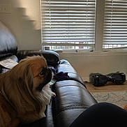 Pluto Buddy is registered to the contest to win money with this photo: dog, pet, couch, leather, indoor, window, blinds, hoverboard, floor, fur, brown, side_view, looking, house, living_room, shadow, light, furniture, relaxing, companion