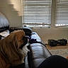 dog, pet, couch, leather, indoor, window, blinds, hoverboard, floor, fur, brown, side_view, looking, house, living_room, shadow, light, furniture, relaxing, companion