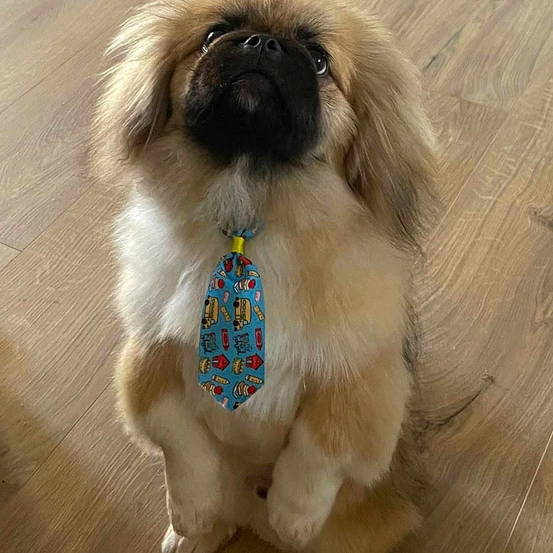 Pluto Buddy is registered to the contest to win money with this photo: dog, tie, fluffy, pet, wooden_floor, standing, curious, indoor, cute, small_dog, brown_fur, black_face, animal, domestic, looking_up, portrait, adorable, paws, canine, fur
