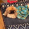 Pluto Buddy joined the competition — help win amazing prizes! dog, blanket, pet_bed, indoor, wooden_floor, plush_toy, cozy, fur, animal, resting, cute, small_dog, patterned_blanket, brown_fur, blue, white, red_toy, relaxing, home, comfort