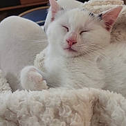 Berlioz a rejoint le concours — aidez-le/la à gagner de superbes lots ! animal, blanket, cat, comfort, cozy, cute, ears, fur, furry, indoor, kitten, paw, pet, relaxed, resting, sleeping, small, soft, whiskers, white_cat