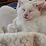 animal, blanket, cat, comfort, cozy, cute, ears, fur, furry, indoor, kitten, paw, pet, relaxed, resting, sleeping, small, soft, whiskers, white_cat