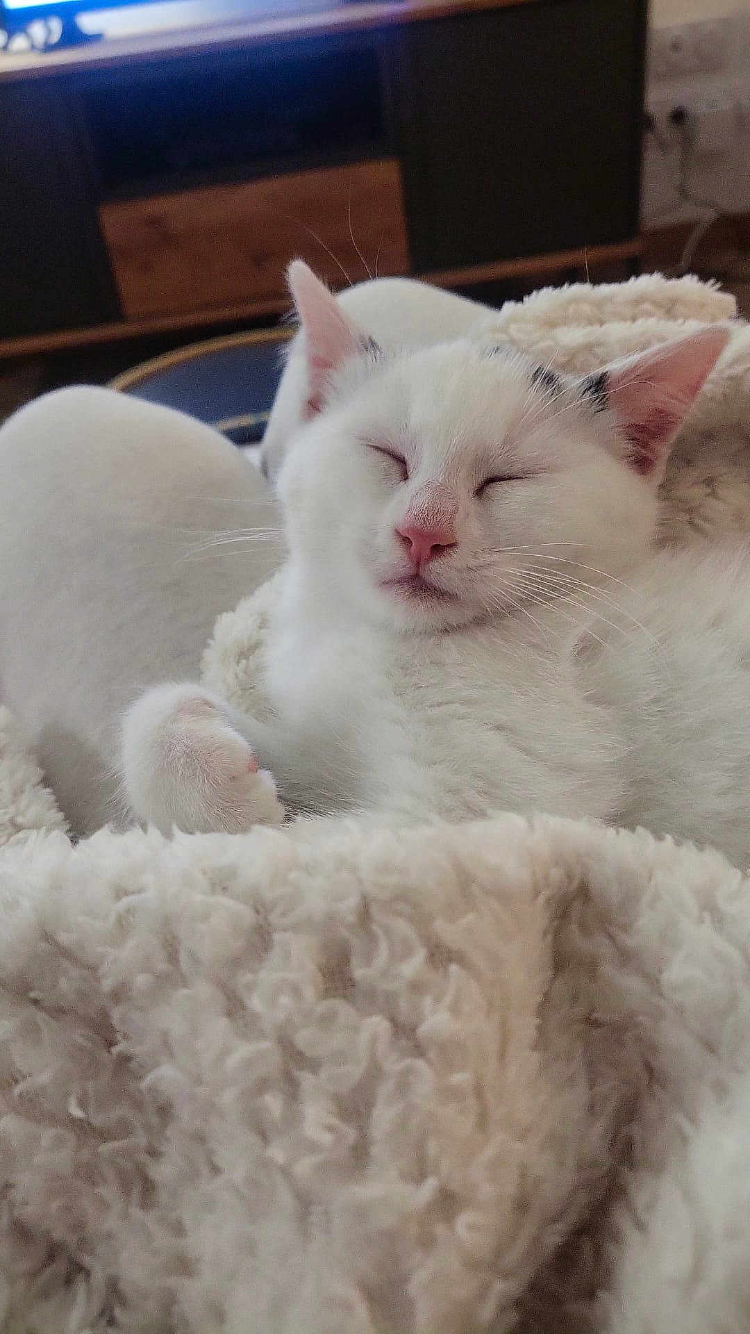 Berlioz