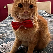 Tigrou a rejoint le concours — aidez-le/la à gagner de superbes lots ! cat, orange_cat, bow_tie, pet, feline, bed, bedspread, pattern, indoor, fur, whiskers, ears, animal, cute, portrait, domestic_animal, mammal, close_up, sitting, red_bow_tie