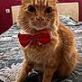 cat, orange_cat, bow_tie, pet, feline, bed, bedspread, pattern, indoor, fur, whiskers, ears, animal, cute, portrait, domestic_animal, mammal, close_up, sitting, red_bow_tie