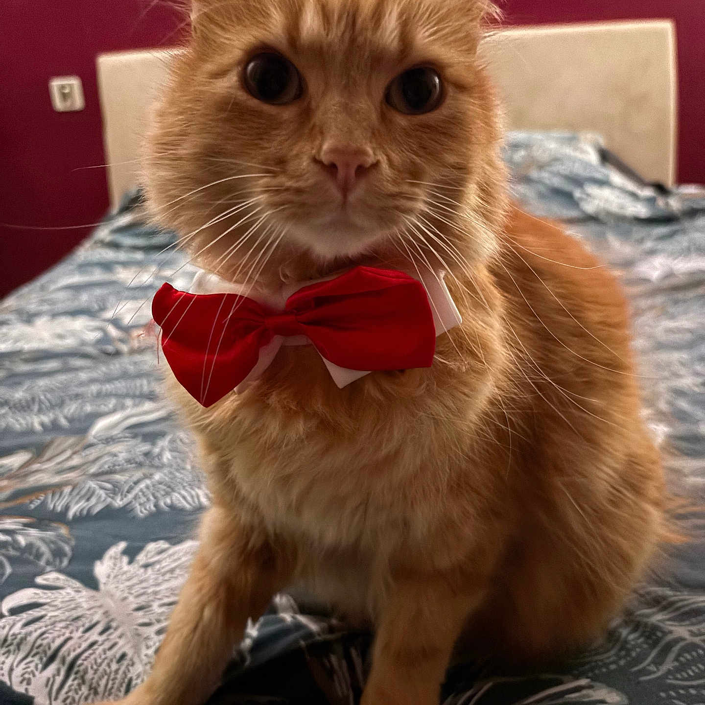Tigrou a rejoint le concours — aidez-le/la à gagner de superbes lots ! animal, bed, bedspread, bow_tie, cat, close_up, cute, domestic_animal, ears, feline, fur, indoor, mammal, orange_cat, pattern, pet, portrait, red_bow_tie, sitting, whiskers