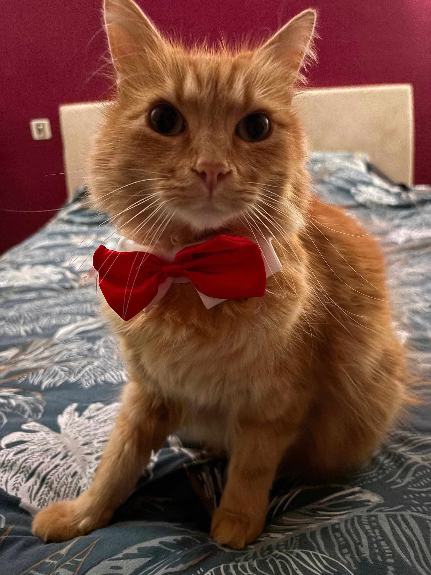 Tigrou a rejoint le concours — aidez-le/la à gagner de superbes lots ! cat, orange_cat, bow_tie, pet, feline, bed, bedspread, pattern, indoor, fur, whiskers, ears, animal, cute, portrait, domestic_animal, mammal, close_up, sitting, red_bow_tie