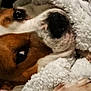 Babygirl joined the competition — help win amazing prizes! dog, close_up, brown_and_white, blanket, snuggling, paw, indoor, cozy, sleepy, pet, fur, nail, comfort, resting, animal, domestic, cute, relaxed, face, bed